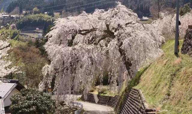 2019041215550565981609583223.jpg 9815157d3abe46aab3ae554929509857.jpg